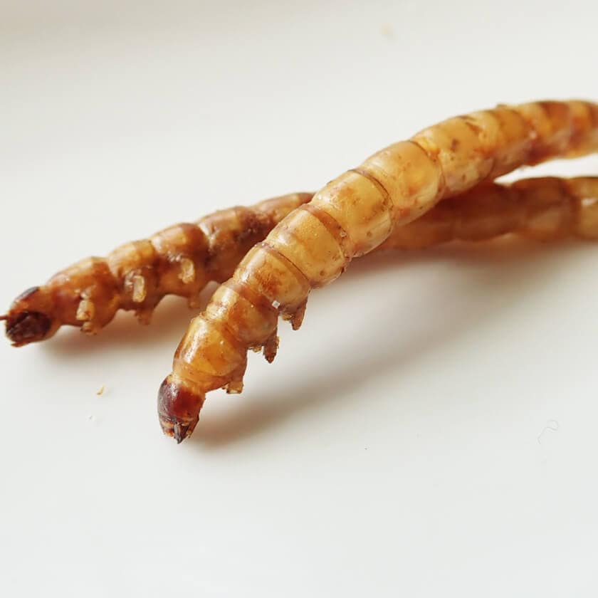 ��̳�ѥ����� Superworms 500g(�����ѡ���� �� �ɥ饤 500g)