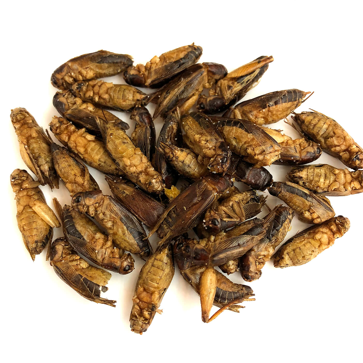 Jamaican Crickets  (����ޥ����󥳥�����)   x  10��