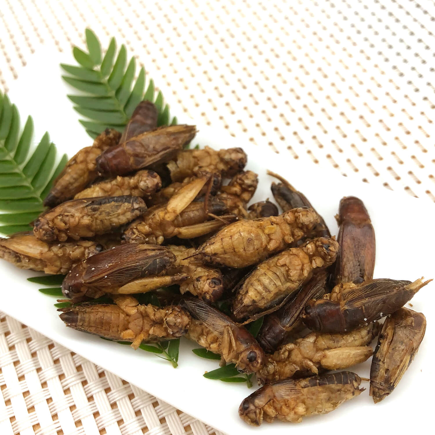 Jamaican Crickets  (����ޥ����󥳥�����)   x  10��