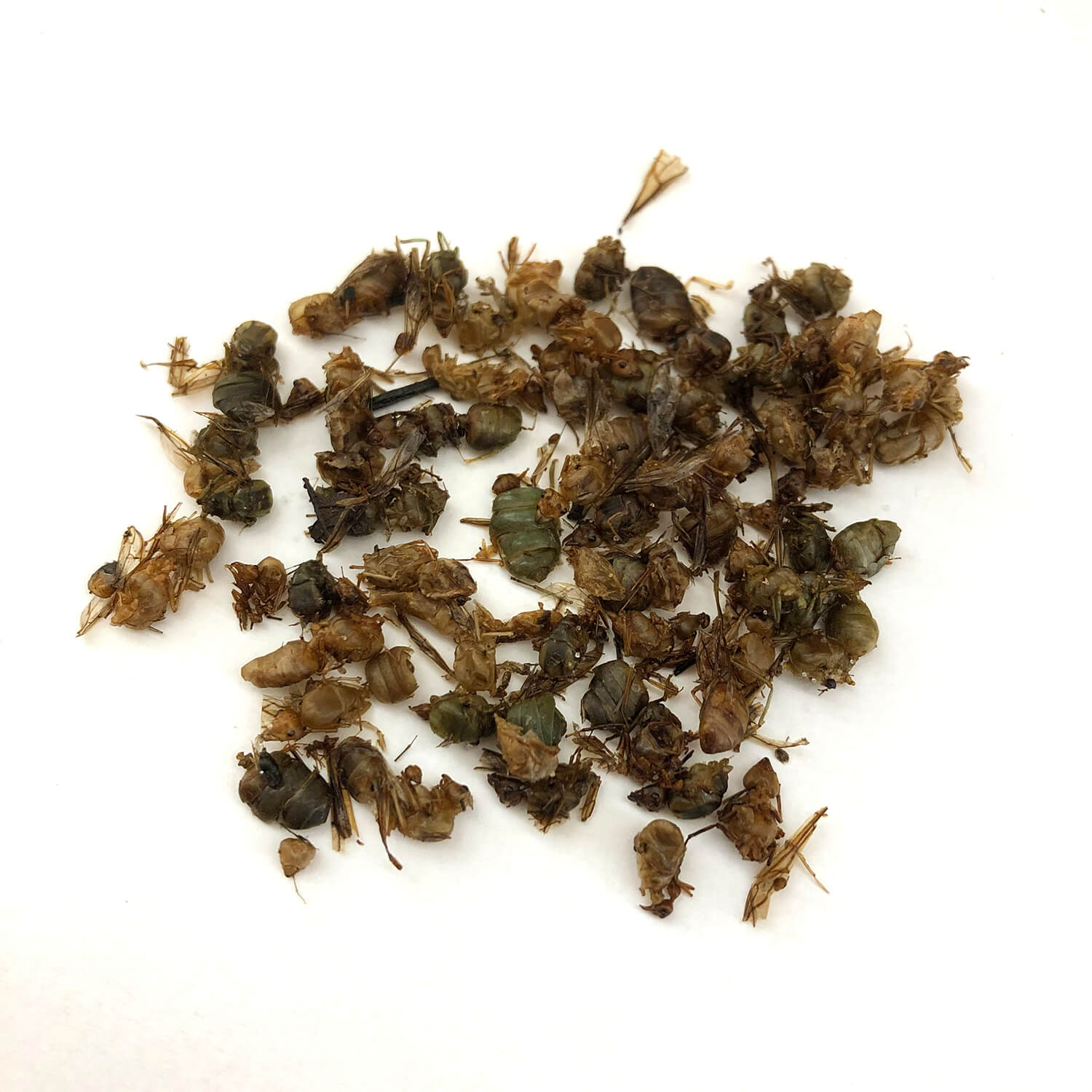 ̳ѥ Queen Weaver Ants 1g (ĥ८  ɥ饤 1g)