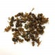 ̳ѥ Queen Weaver Ants 1g (ĥ८  ɥ饤 1g)