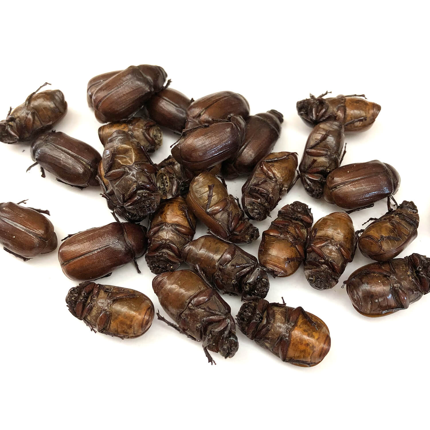 ��̳�ѥ����� Small June Beetles 1kg (�����ͥॷ �� �ɥ饤 1kg)