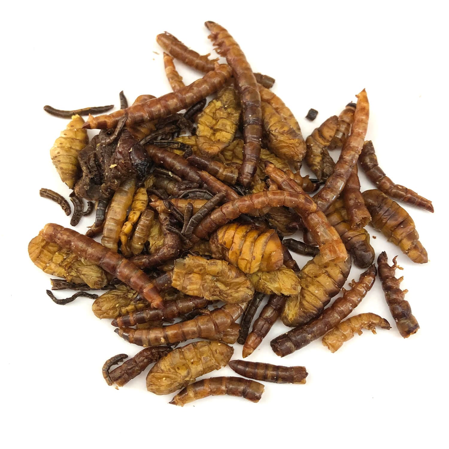 Mixed Pupae2(ʥ,ߥå2)x 10