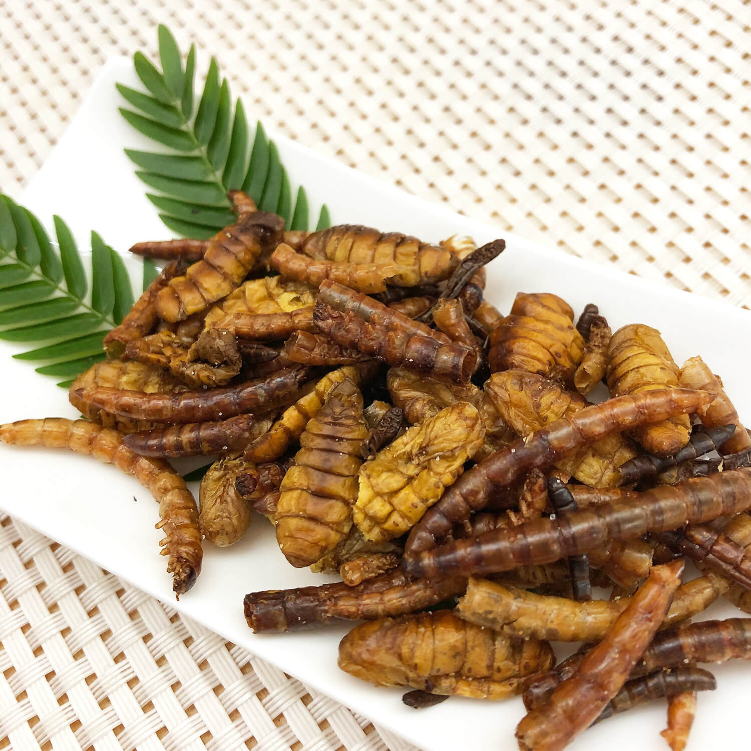 Mixed Pupae2(ʥ,ߥå2)x 10