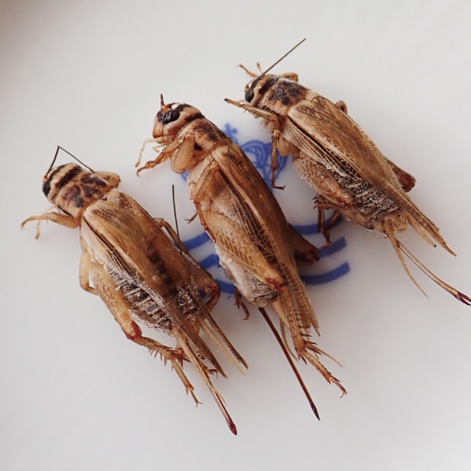 ڹ񻺡衼åѥ100g