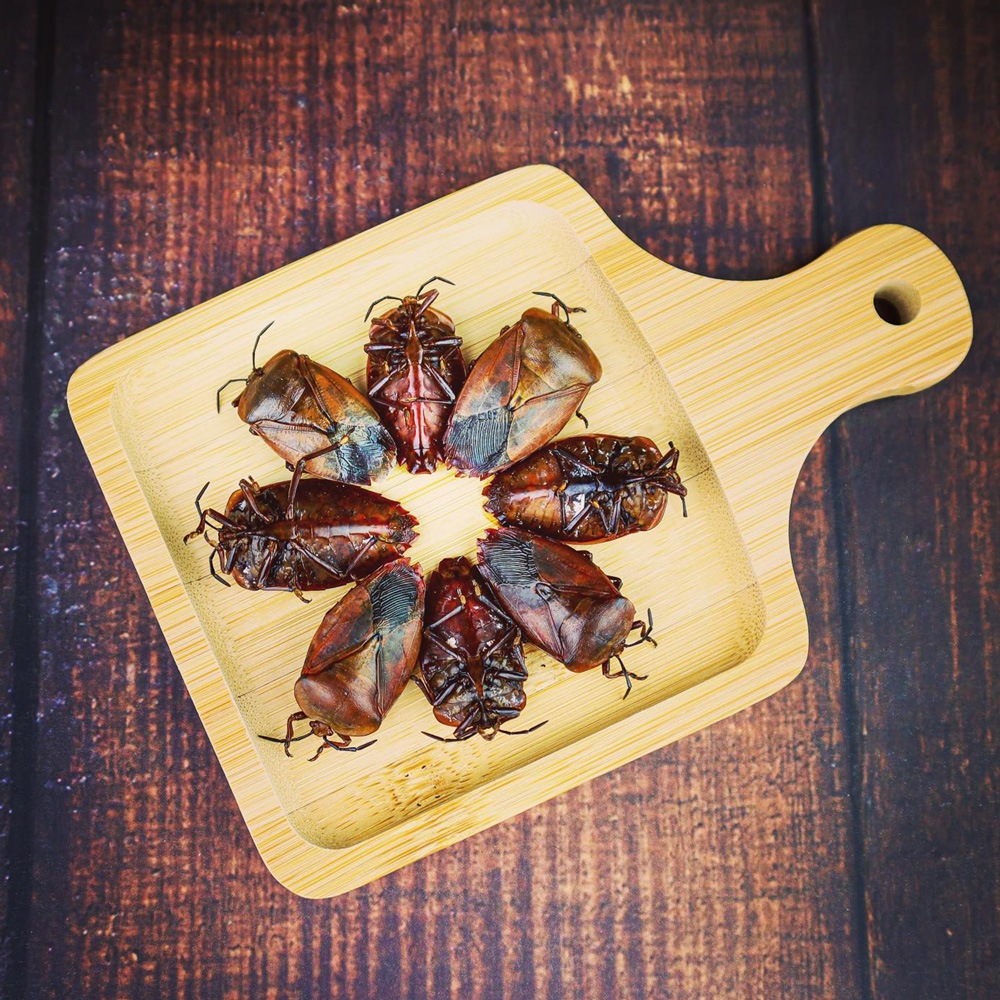 Logan Stink Bugs(奦󥫥ॷ)10