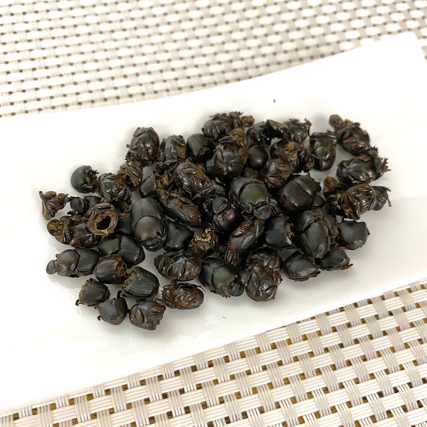 Dung Beetles(ե󥳥)x 10