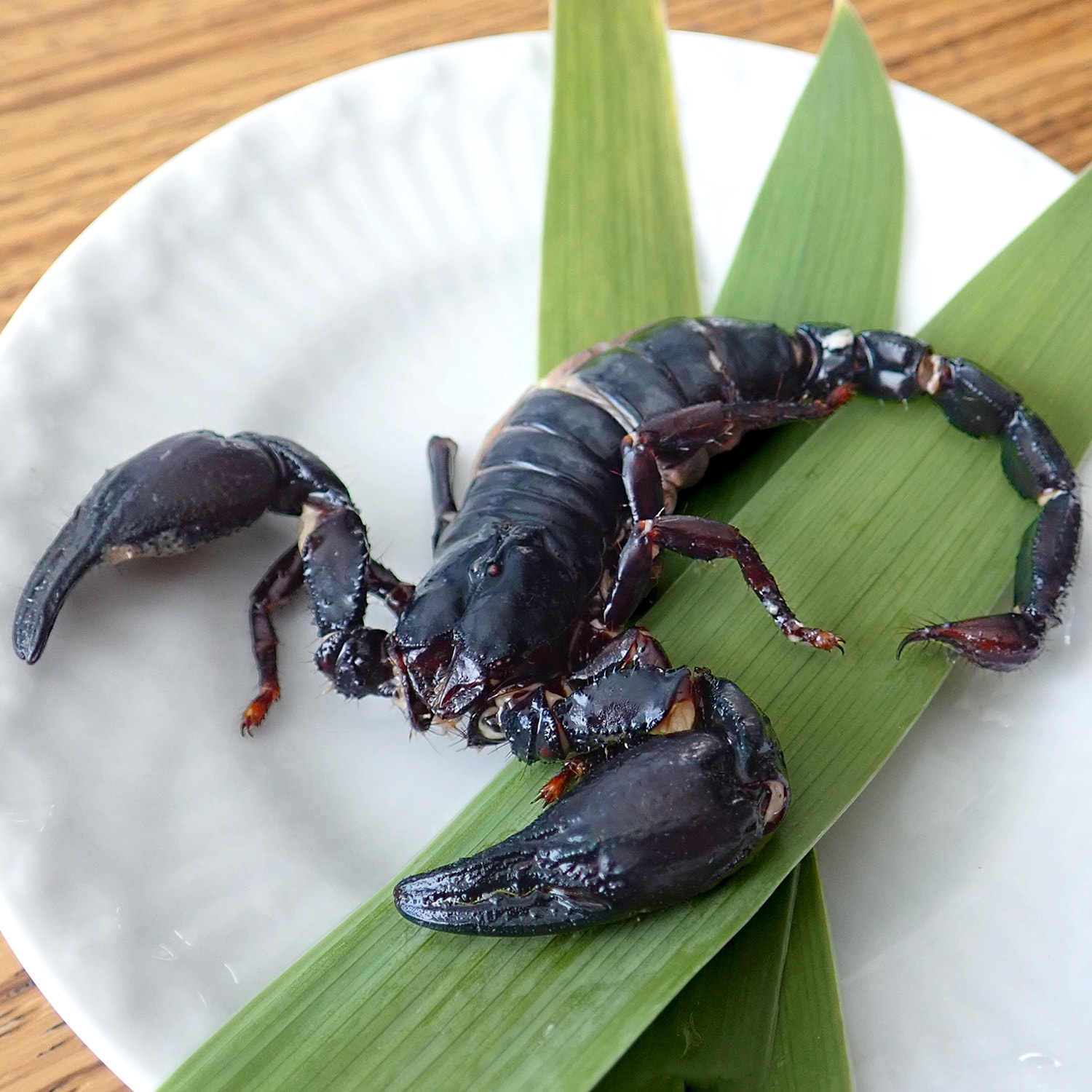 �ڥ�ȥ�ȡۥ�������ե��쥹�ȥ������ԥ��� 1ɤ