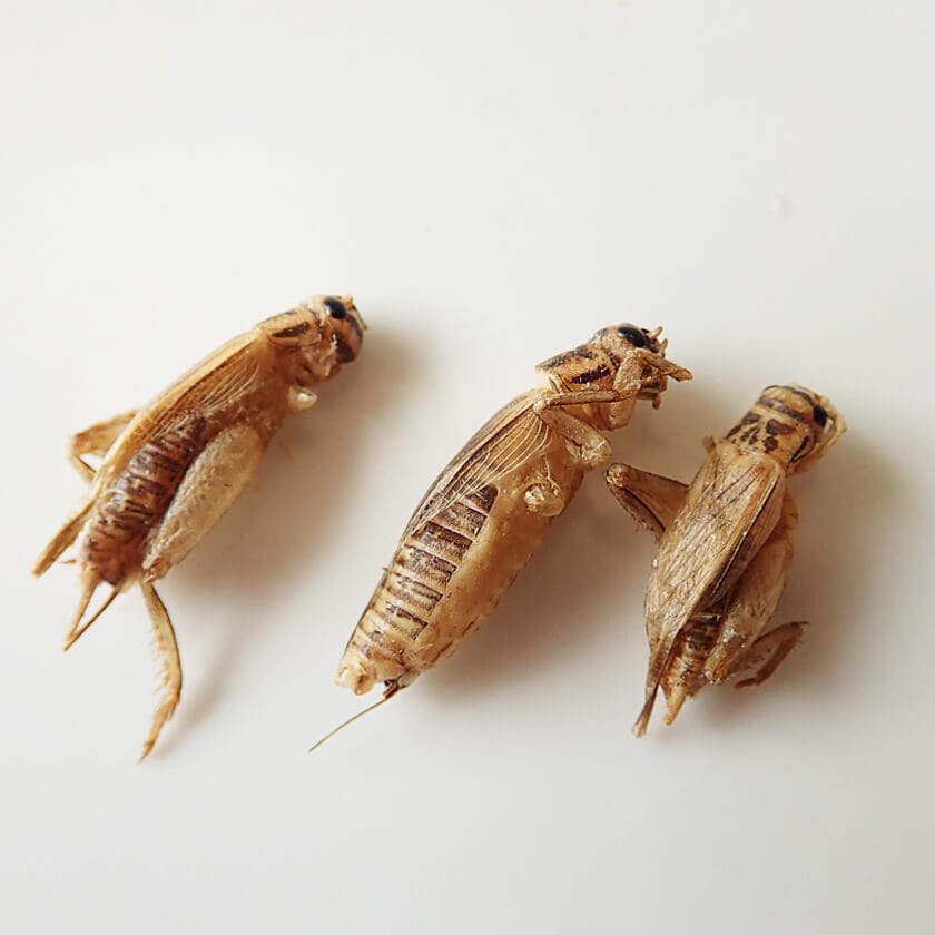 Small Crickets(�衼���åѥ�����������)  x 10��
