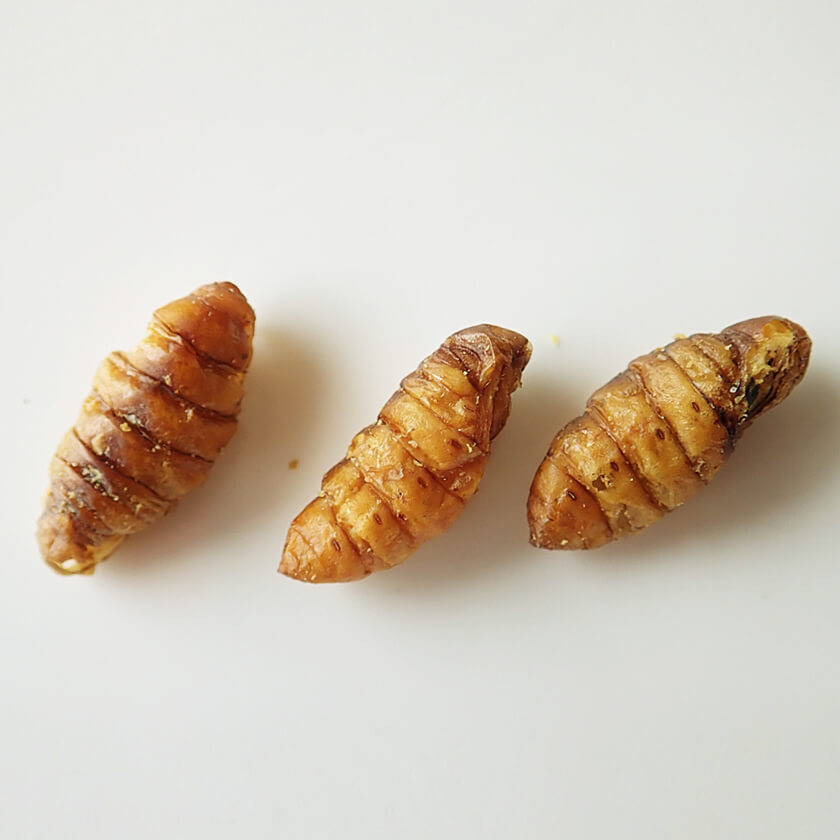 Silkworm Pupae(���륯���)  x 10��