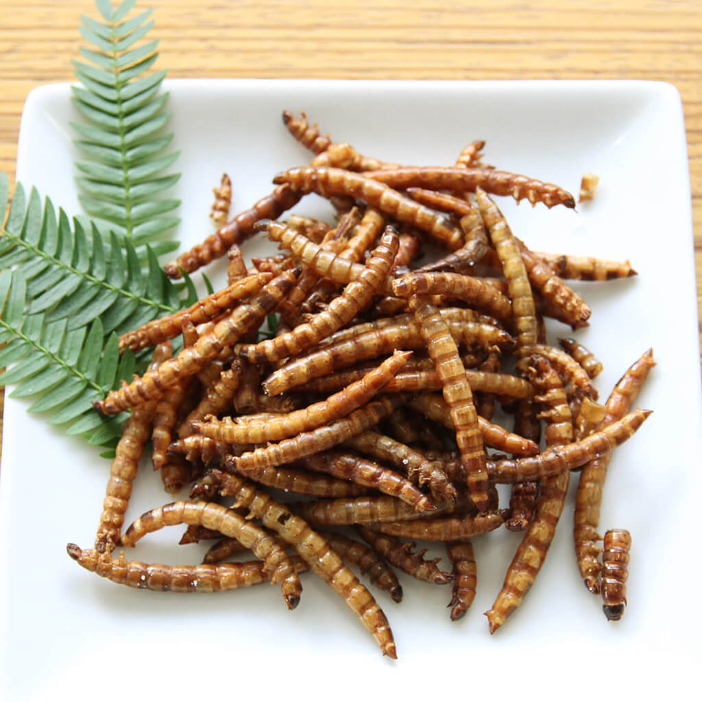 Superworms(�����ѡ����)  x 10��