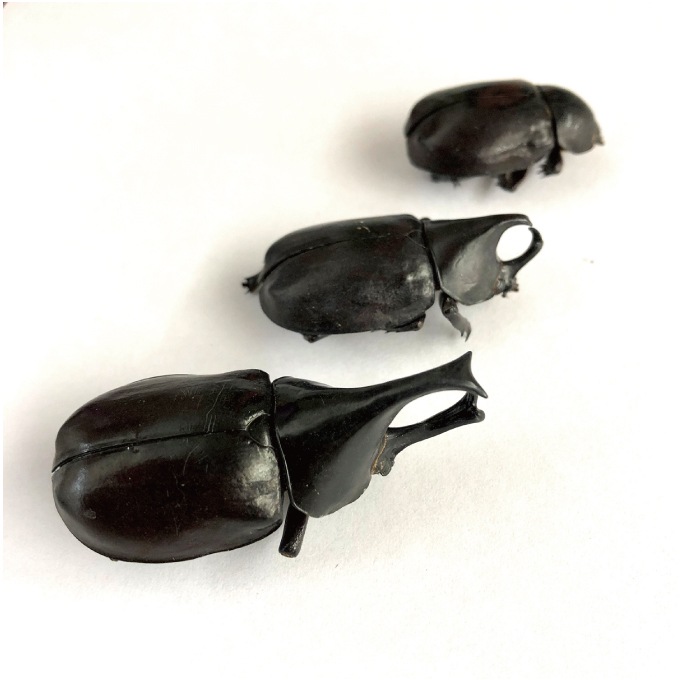 Male Rhino Beetles (֥ȥॷ) x  10