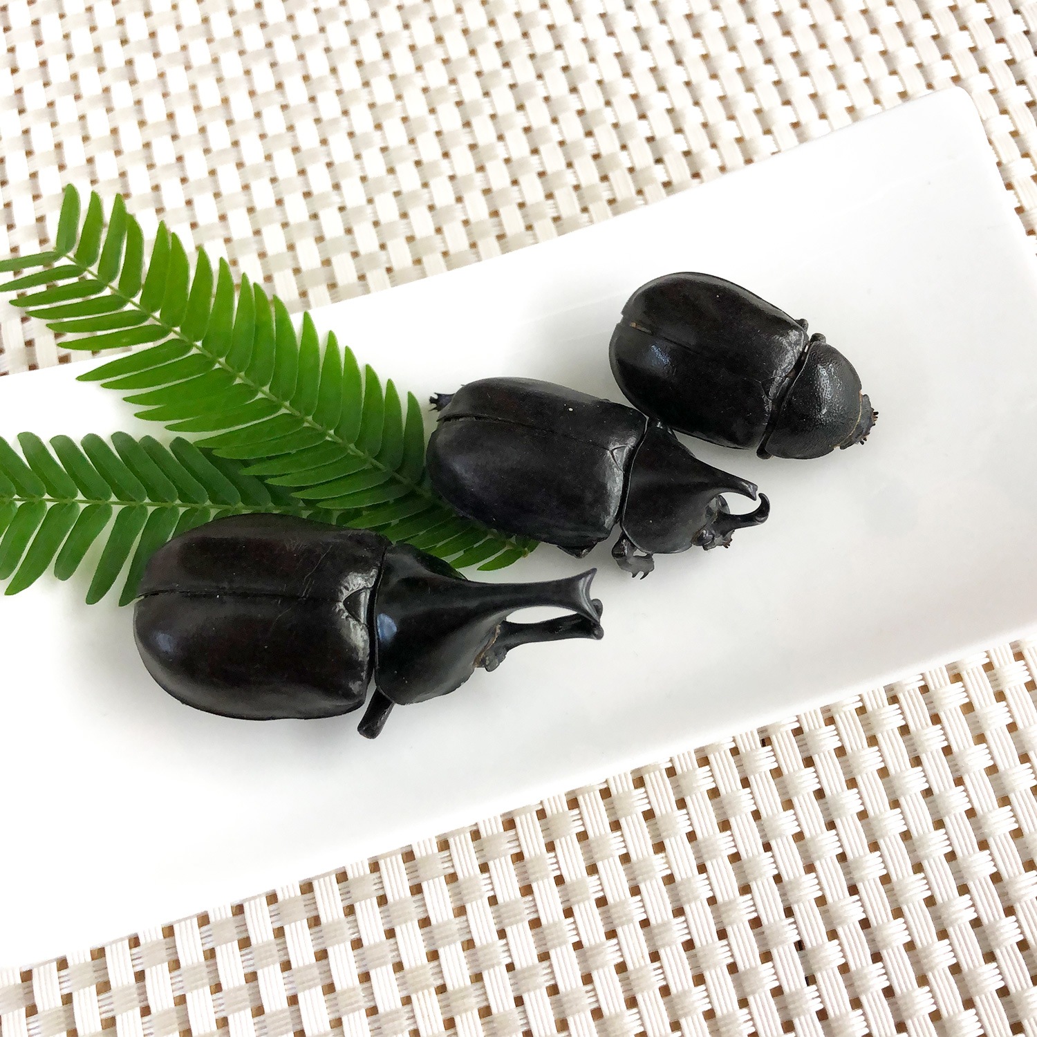 Male Rhino Beetles (֥ȥॷ) x  10