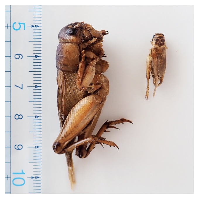 Giant Crigket(���㥤����ȥ�������)x 10��