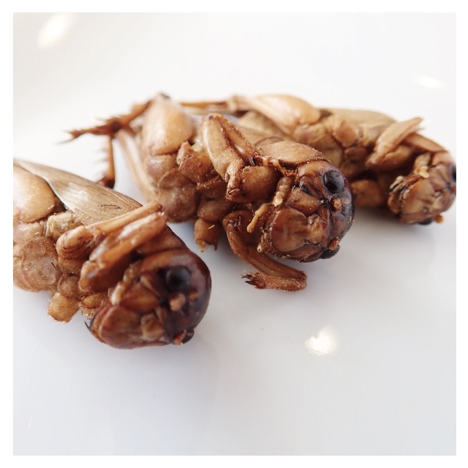 Giant Crigket(���㥤����ȥ�������)x 10��