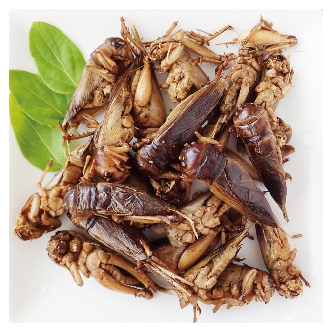 Giant Crigket(���㥤����ȥ�������)x 10��