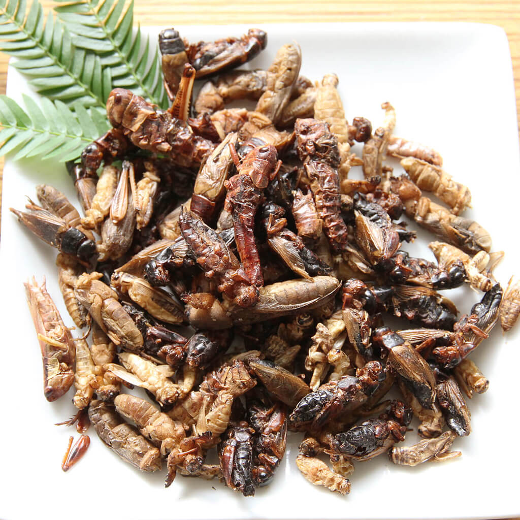 Orthoptera mix (�Хå��ߥå���) x 10��