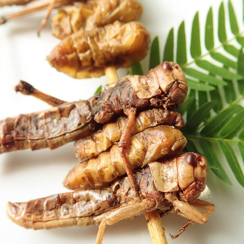 2 Bug Kebab(륯饹ۥåѡХ)  x 10