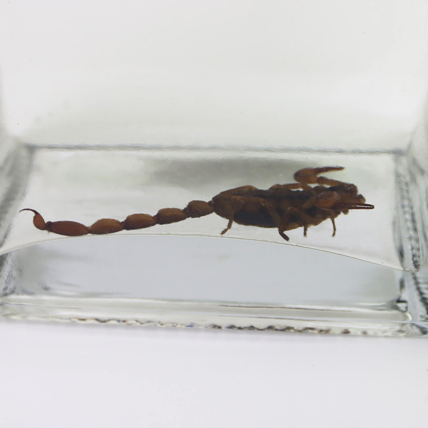  ԥå ԥ󡦥ƥǥ 40% 750ml(祯ȥ)