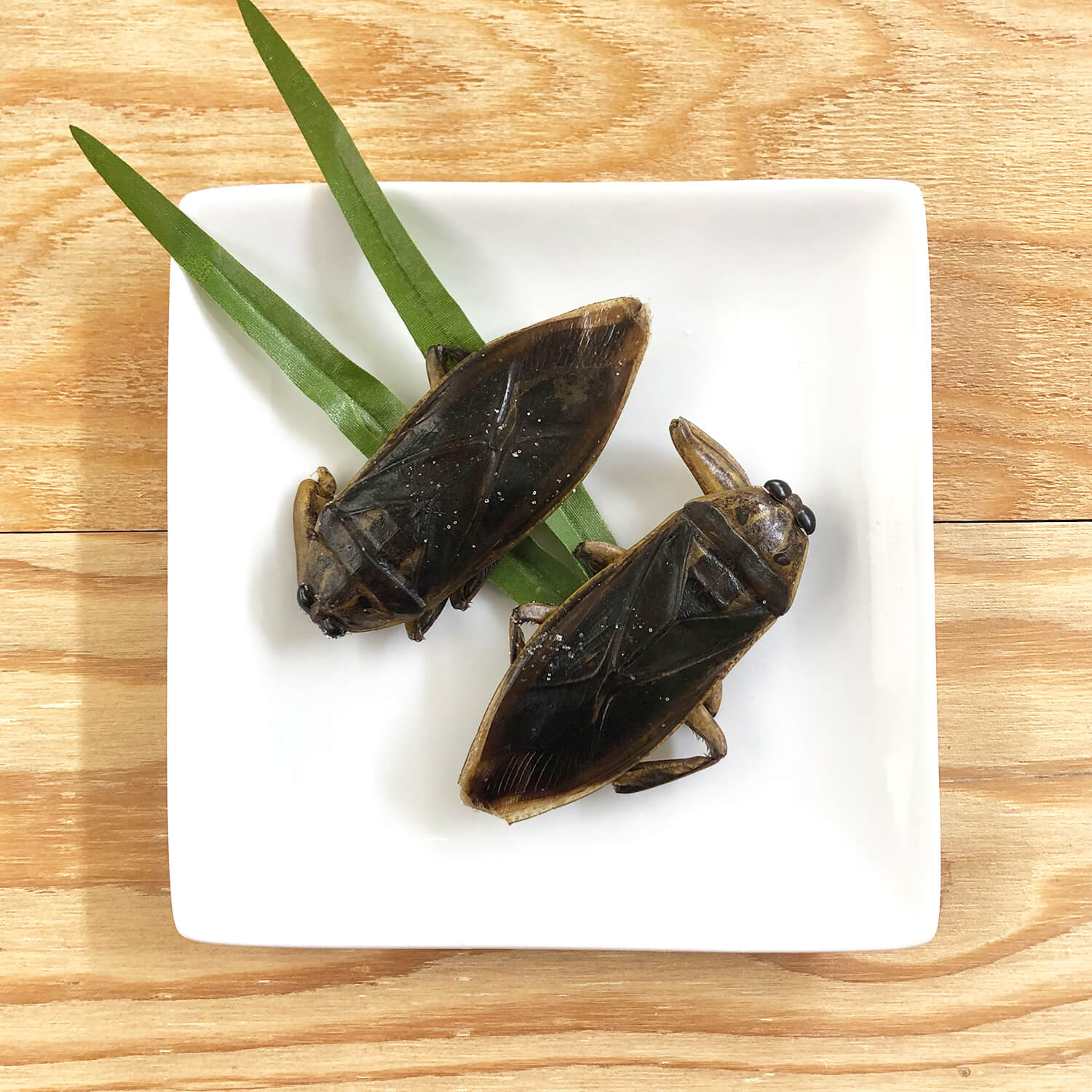 Giant Waterbugs()(᥹)x 10