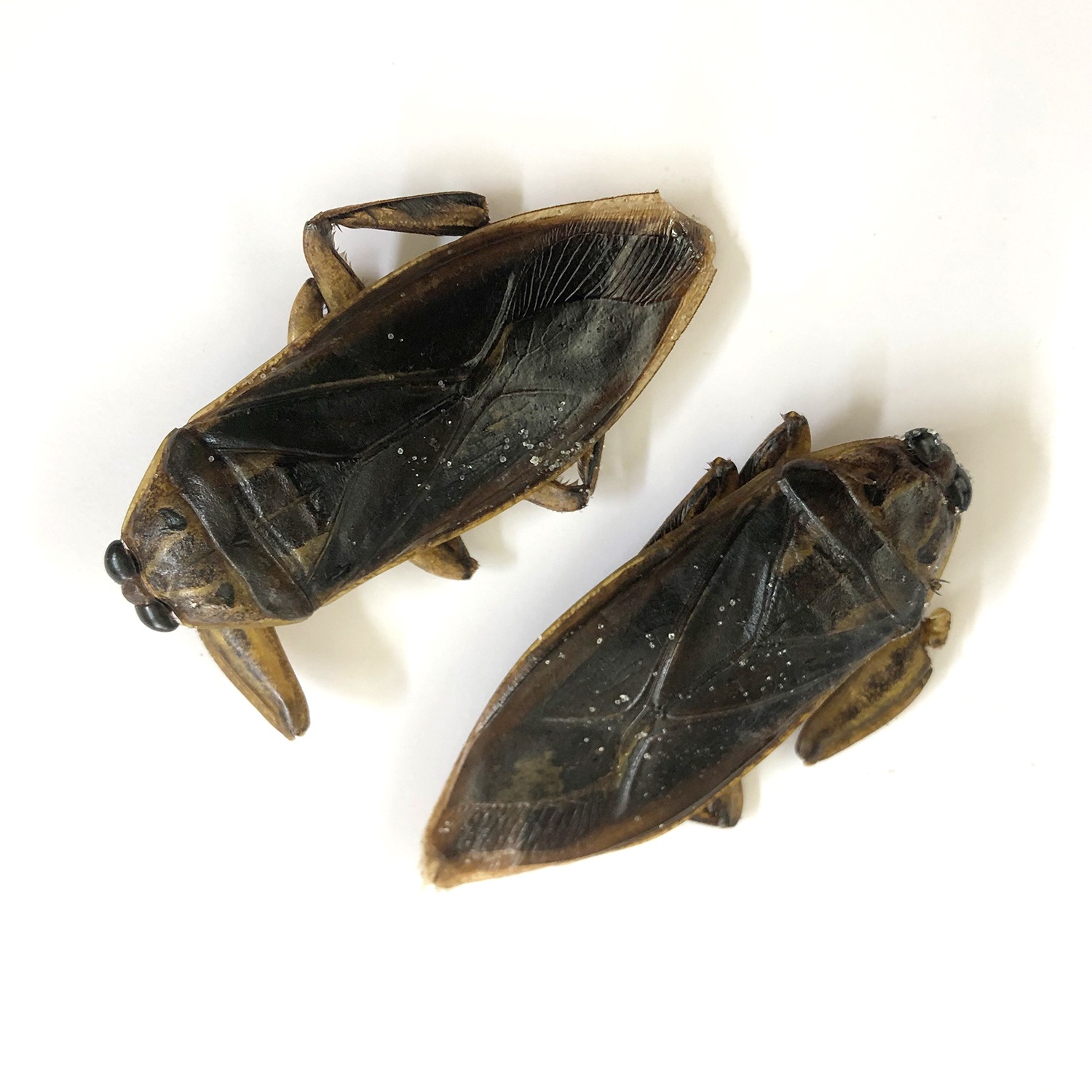 Giant Waterbugs()(᥹)x 10