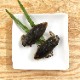 Giant Waterbugs()(᥹)x 10
