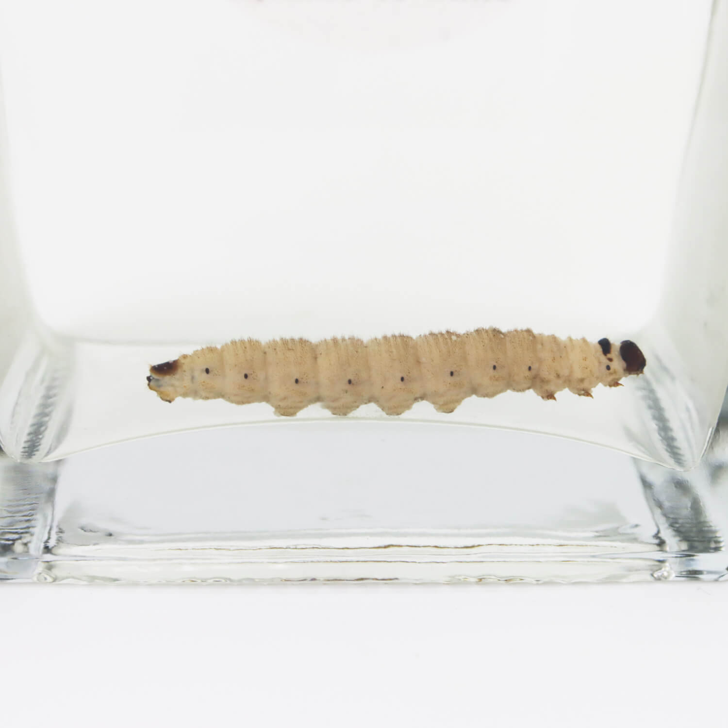 ������ ���ԥ�å� �����Ρ��֥�󥳡��ǡ��ޥ��� 40% 750ml(�ۥ磻�ȥ᥹������)