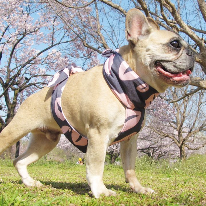 �����륨�ץ���ʥ�åסˡ�1��Τߥ᡼���زġ�