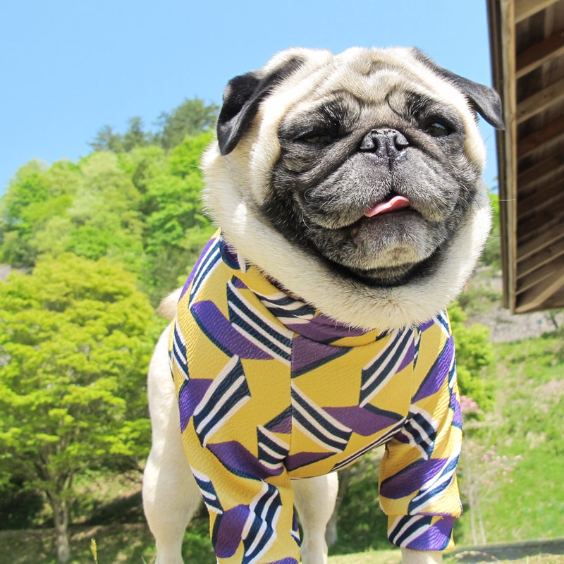 �ӥ����ۿ��Υ�ȥ������եȥ졼�ʡ��ڰ���Τߥ᡼���زġ�