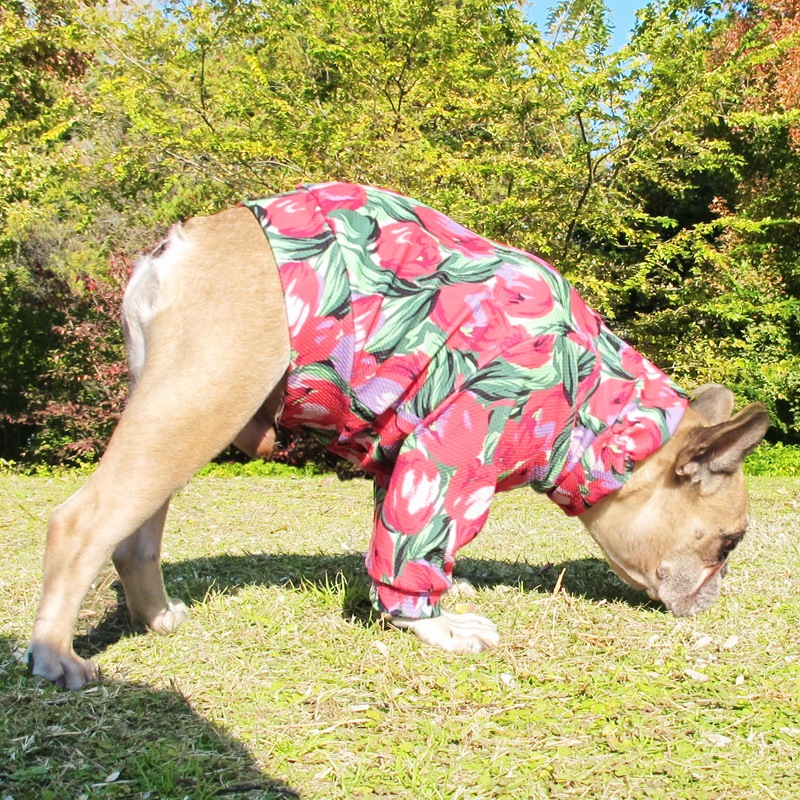 ���̡���塼��å׽եȥ졼�ʡ��ڰ���Τߥ᡼���زġ�