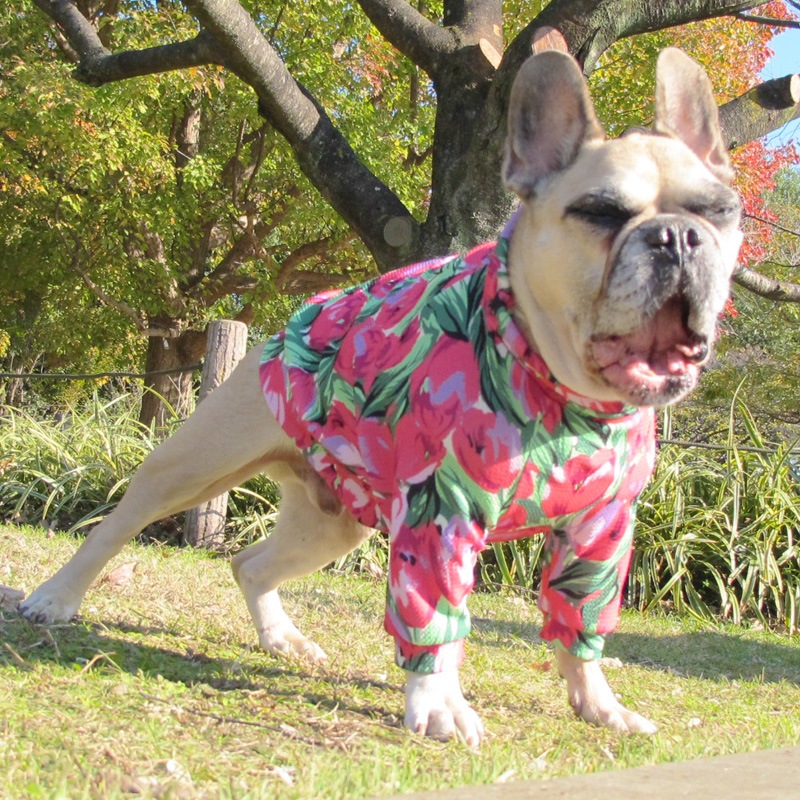 ���̡���塼��å׽եȥ졼�ʡ��ڰ���Τߥ᡼���زġ�