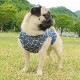 ����äԤ����ǥ����󥯥ȥåס�T�����2��or���󥯥ȥå�1���T�����1��ϥ᡼���زġ�