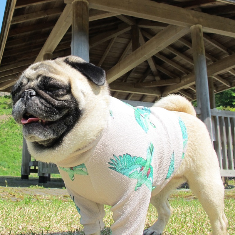 �Ĥ�S�������Τߡ��С��ɽեȥ졼�ʡ��ڰ���Τߥ᡼���زġ�