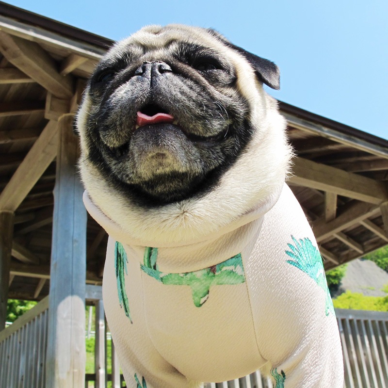 �Ĥ�S�������Τߡ��С��ɽեȥ졼�ʡ��ڰ���Τߥ᡼���زġ�