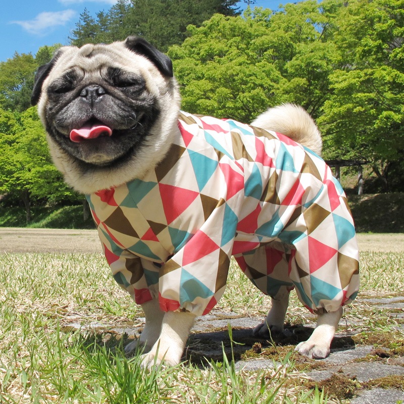 ץȥ쥤󥳡ȡ̡ɥաɡñʥ᡼ز/̡ɥաɤȤƱ᡼زġ