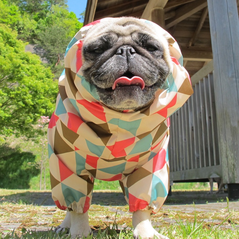 ץȥ쥤󥳡ȡ̡ɥաɡñʥ᡼ز/̡ɥաɤȤƱ᡼زġ