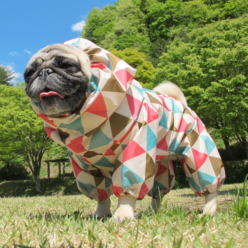 ץȥ쥤󥳡ȡ̡ɥաɡñʥ᡼ز/̡ɥաɤȤƱ᡼زġ