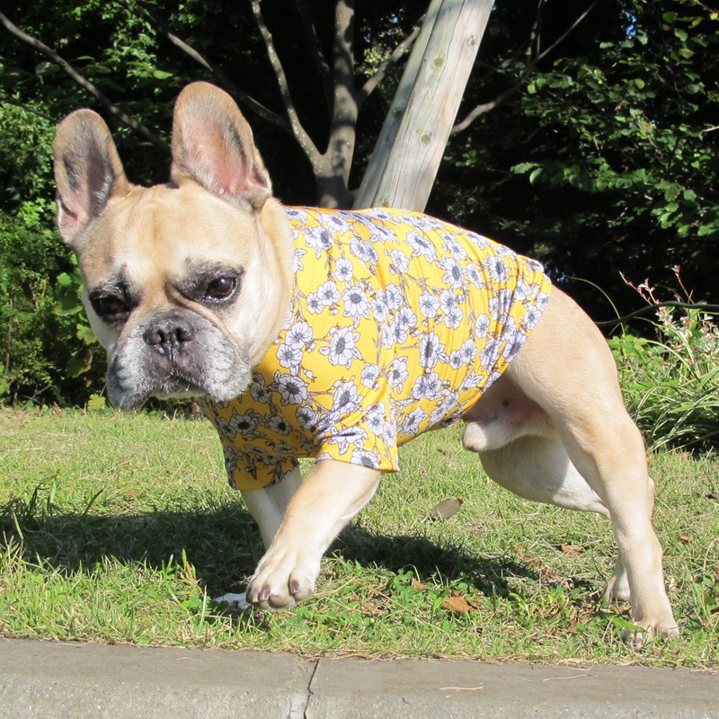 ����ƥ������ե�T����ġ�T�����2��or���󥯥ȥå�1���T�����1��ϥ᡼���زġ�