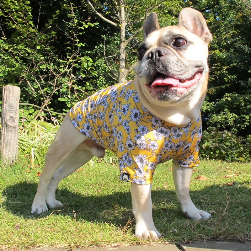 ����ƥ������ե�T����ġ�T�����2��or���󥯥ȥå�1���T�����1��ϥ᡼���زġ�