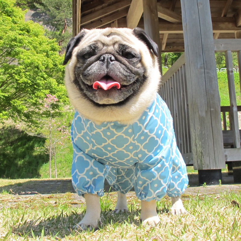 ����å���ץ��ȥ쥤�󥳡��ȡ����̡��ɥա��ɡ�ñ�ʥ᡼���ز�/���̡��ɥա��ɤȤ�Ʊ���᡼���زġ�