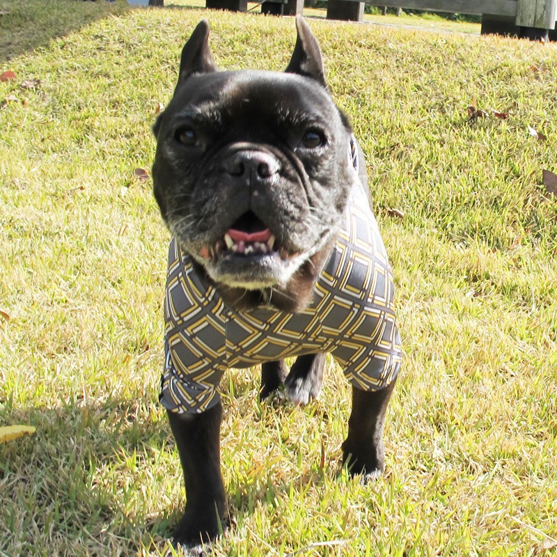 �ͳѻͳ�T����ġ�T�����2��or���󥯥ȥå�1���T�����1��ϥ᡼���زġ�