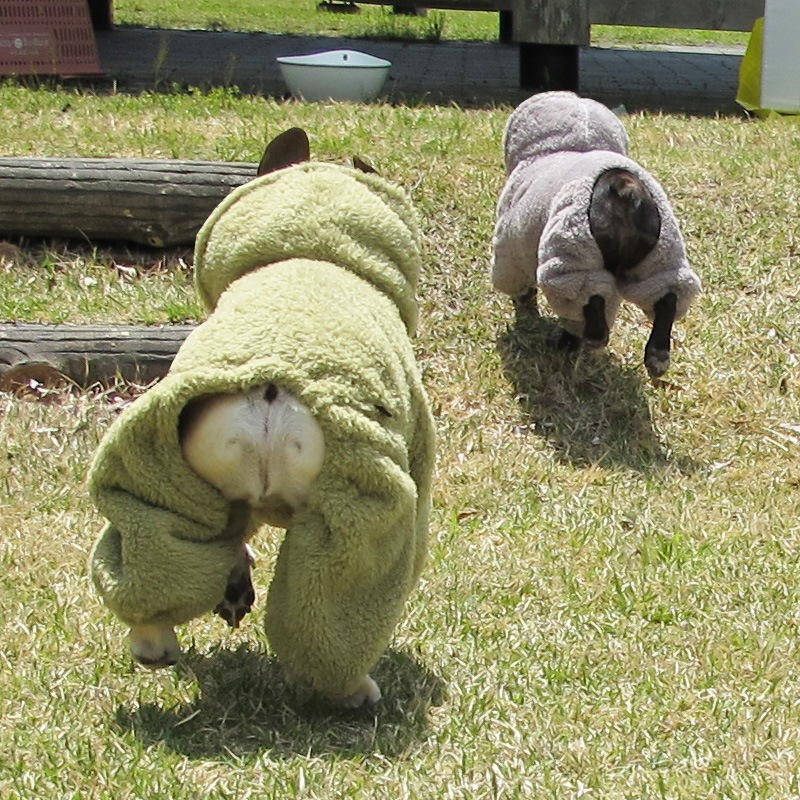 ������ۥա����դĤʤ��ʥ��꡼�֡ˡڥ᡼�����Բġ�