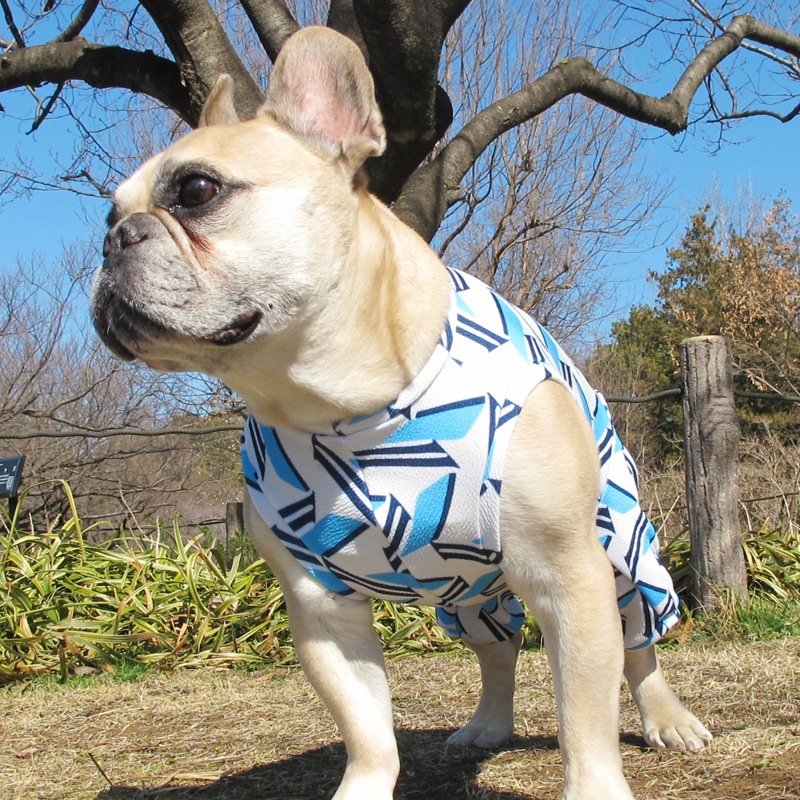 ����Х��ƤĤʤ��ڲƤĤʤ�2��or�ƤĤʤ�1���T�����(����)1��ϥ᡼���زġ�