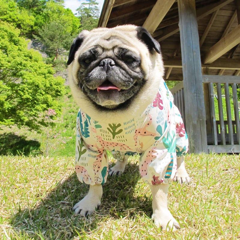 �ԥ󥯥ѥ󥵡��ץ��ȥ쥤�󥳡��ȡ����̡��ɥա��ɡ�ñ�ʥ᡼���ز�/���̡��ɥա��ɤȤ�Ʊ���᡼���زġ�