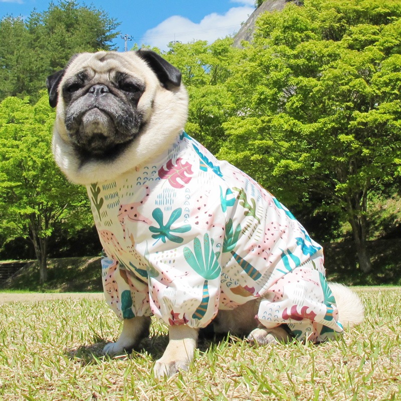 �ԥ󥯥ѥ󥵡��ץ��ȥ쥤�󥳡��ȡ����̡��ɥա��ɡ�ñ�ʥ᡼���ز�/���̡��ɥա��ɤȤ�Ʊ���᡼���زġ�