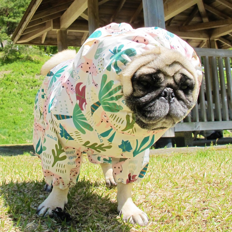 �ԥ󥯥ѥ󥵡��ץ��ȥ쥤�󥳡��ȡ����̡��ɥա��ɡ�ñ�ʥ᡼���ز�/���̡��ɥա��ɤȤ�Ʊ���᡼���زġ�