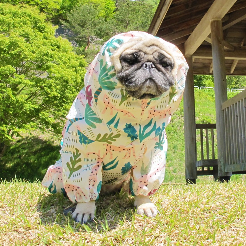 �ԥ󥯥ѥ󥵡��ץ��ȥ쥤�󥳡��ȡ����̡��ɥա��ɡ�ñ�ʥ᡼���ز�/���̡��ɥա��ɤȤ�Ʊ���᡼���زġ�