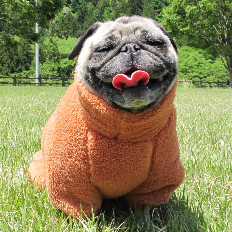 �Ĥ�XL�������Τߡ�������ۤĤʤ��ʥ��ץꥳ�åȡˡڥ᡼�����Բġ�