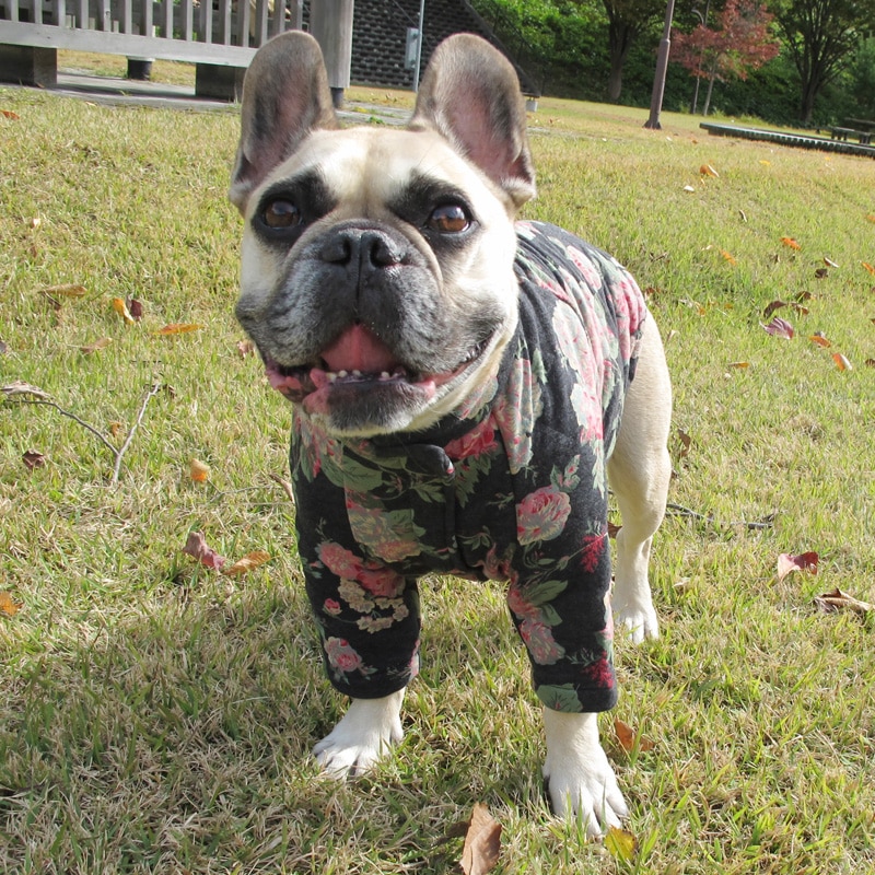 ���ؤβ֤�餫�����㥱�åȡڥ᡼�����Բġ�