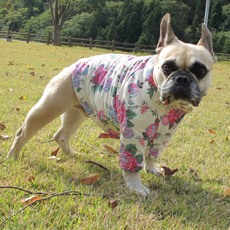 ���ؤβ֤�餫�����㥱�åȡڥ᡼�����Բġ�